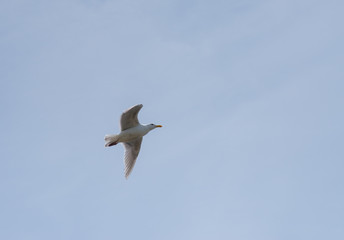 seagull flying in the blue sky