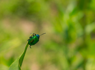 Escarabajo Verde Metálico en la punta de Hoja