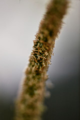 Extreme close up photograph of grass gone to seed. This is a unique perspective of this process each seed can be seen. Selective focus allows for only a small portion of the photo to be sharp.
