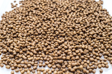 cat food closeup, food for small kittens