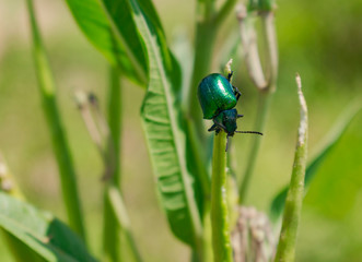 Escarabajo Verde Metálico en la punta de Hoja