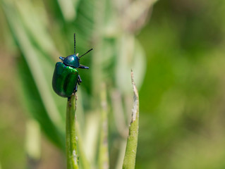 Escarabajo Verde Metálico en la punta de Hoja