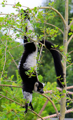 Obraz premium Zaboomafu