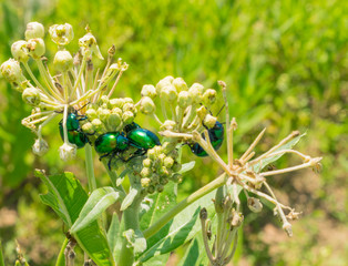Escarabajos Verde metálico