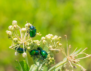 Escarabajos Verde metálico