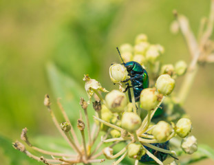 Escarabajos Verde metálico