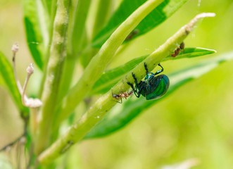 Escarabajo Verde con Hormiga Molestándolos