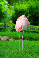 Fototapeta na wymiar Sleepy Flamingo