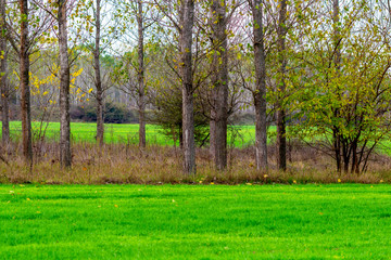 November poplar trees in a crop field at Zlato Pole or Gold Field Protected Area, Municipality of...