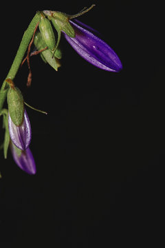 Photograph of a Campanula rapunculoides lit with harsh light with a near black background. Lots of room for content around the flower. 