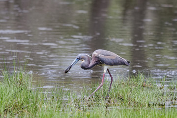 Tricolored Heron feeding along the shore of a Florida Pond