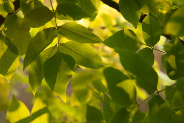Fototapeta premium Green leaves in soft sunlight in the forest