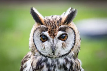 Zelfklevend Fotobehang owl face © scott
