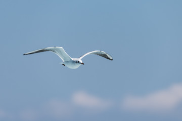 Seagull flying against blurred sky background