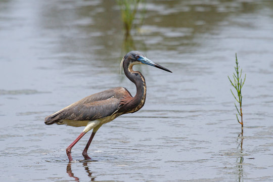 Tricolored Heron feeding along the shore of a Florida Pond