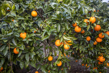 Green tree with oranges in an orange grove