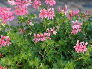 Ivy-leaved pelargonium or cascading geranium (Pelargonium peltatum)