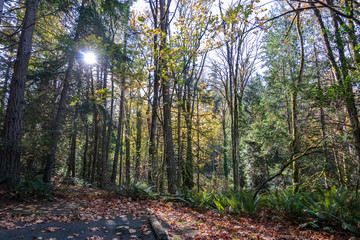 the tall fall trees at the edge of the road