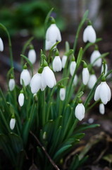 snowdrops in snow