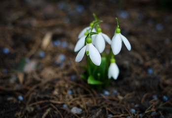 snowdrops in snow
