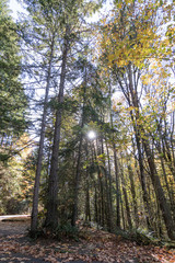 road through tall forest in late fall
