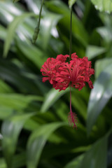 Red Bell