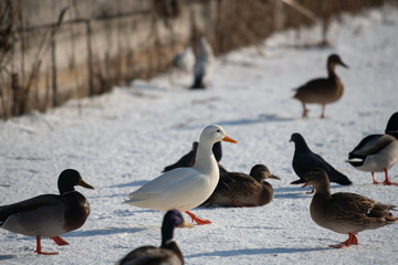 Wild duck mallard white rare mutant winter genetic mutation color