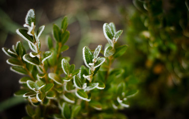 green leaves of a tree