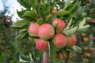 apple orchard