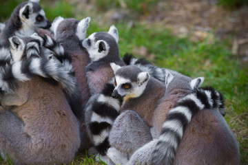 ring-tailed lemurs