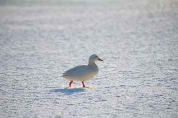 Wild duck mallard white rare mutant winter genetic mutation color