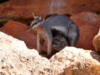 rock wallabie with a baby hiding behind a rock in Western Australia, Australia