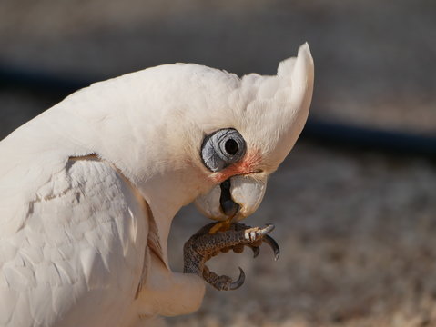 Wild corella (bird / parrot) closeup shot in Western Australia, Australia