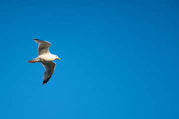 seagull flying over blue sky