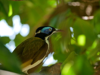 Colorful bird sitting on a tree between leafs in Costa Rica near Arenal Volcano