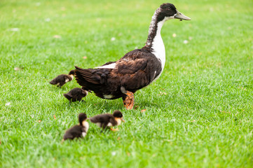 Mother goose and small goslings walk outdoors