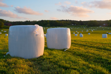 Hay Bales Sunset Summer - Landscape picture of fields with drying crops on the countryside during...