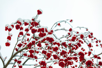 A low angle view of a fruiting Canada Winterberry tree mid winter, with snow covered branches and red berries, against a white sky with copy space
