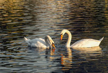 Pair of white swans glides through the still water in a pond. Love and fidelity