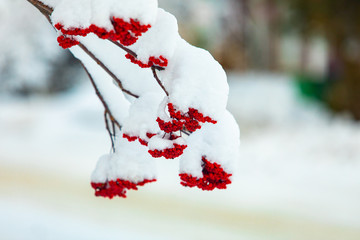 A close up shot on the red fruit of Canadian Holly, aka Ilex verticillata, Canada Winterberry, Black Alder, Coralberry. Snow covered berries in winter