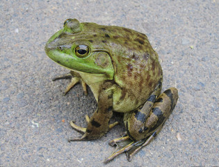 Bullfrog