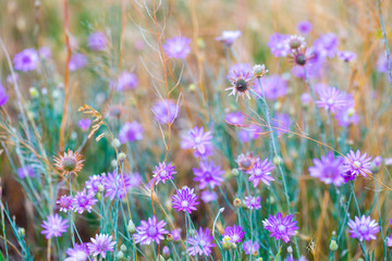 A delightful pink-lilac flowers Xeranthemum annuum is plant species also known as Annual Everlasting or Immortelle.