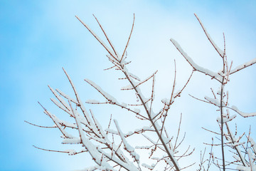 A low angle view on the fragile branches of a young tree, covered in snow during a cold winter, against a clear sky with pale blue hues and copy space