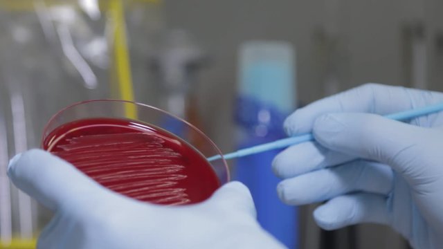 Zellkultur und Forschung f&uuml;r Impfstoff gegen Corona