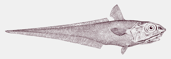 Rock grenadier or roundhead rat-tail, coryphaenoides rupestris, a critically endangered deep sea fish in side view