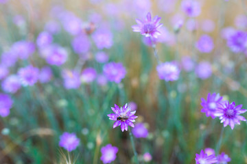 A delightful pink-lilac flowers Xeranthemum annuum is plant species also known as Annual Everlasting or Immortelle.