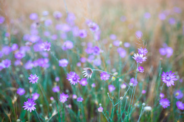 A delightful pink-lilac flowers Xeranthemum annuum is plant species also known as Annual Everlasting or Immortelle.
