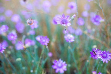 A delightful pink-lilac flowers Xeranthemum annuum is plant species also known as Annual Everlasting or Immortelle.