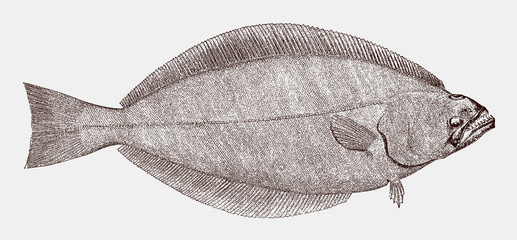 Greenland halibut reinhardtius hippoglossoides, a highly commercial food fish - obrazy, fototapety, plakaty