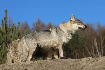 Czechoslovakian wolf dogs in the wild. Tschechoslowakische Wolfhunde von den Ruhrpottwölfen